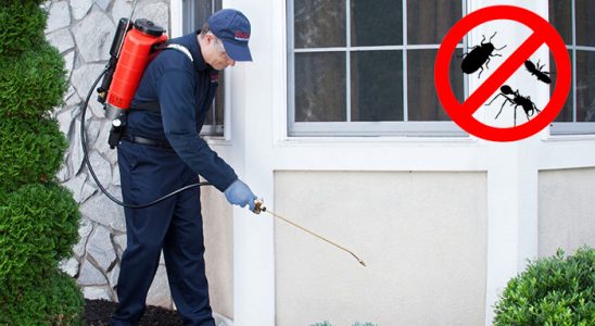 Yelki Akrep İlaçlama böcek ilaçlama ve haşere kontrolü — ilaclama-tr.com